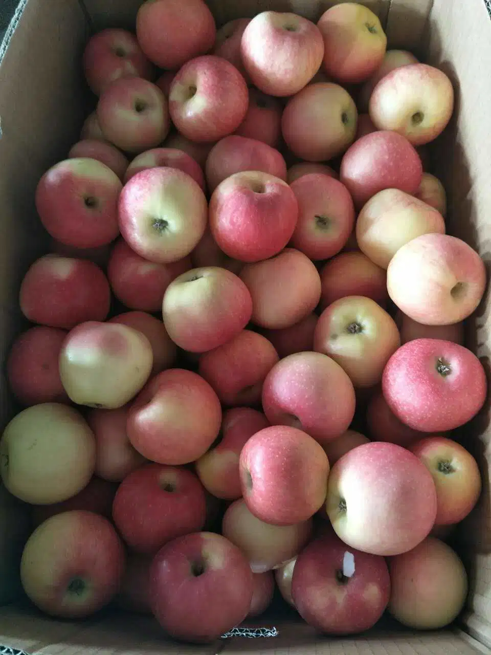 Fresh Red Delicious Gala Apples From China