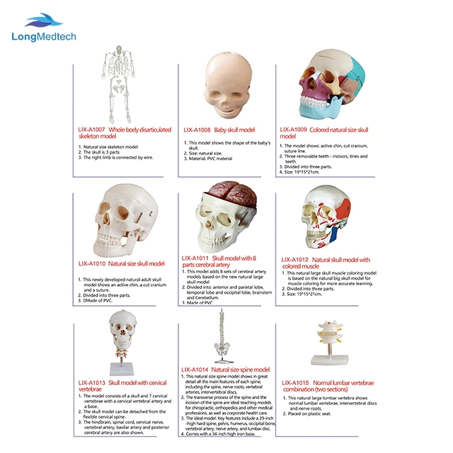 Modelo de Educação escolar unissexo Human Torso 40 peças anatómicas humanas Modelo