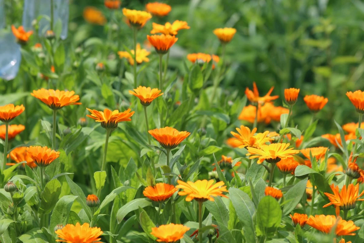 High quality/High cost performance  Natural Herb Health Tea Dried Marigold Calendula Flower Tea