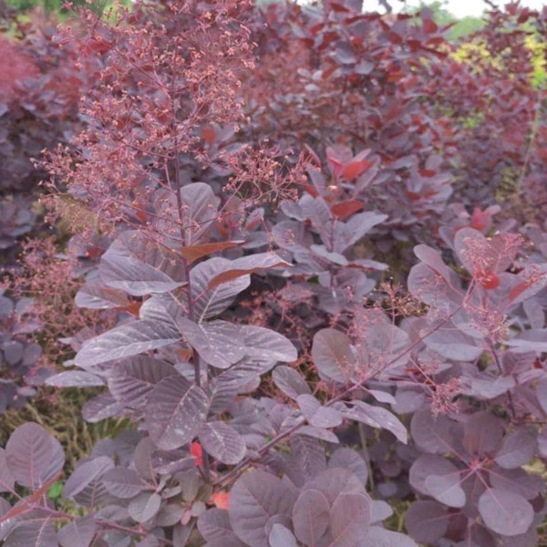 Touchhealthy Supply Cotinus Coggygria Royal Purple Seeds/Cotinus Coggygria Atropurpureus Seeds