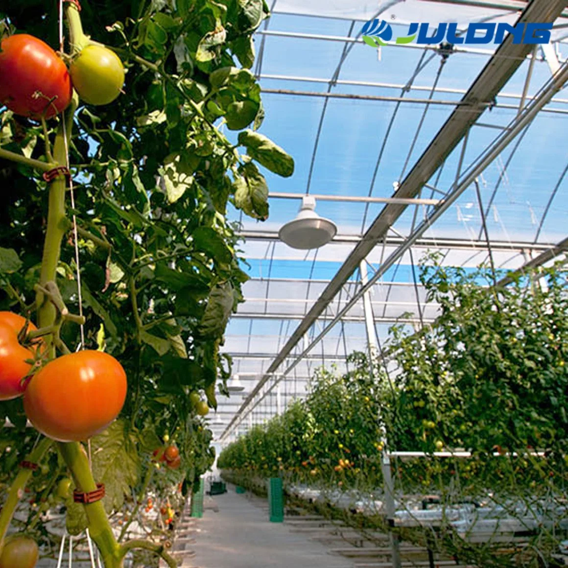 Large Multi-Span Plastic Film Greenhouse Vegetables Fruits Greenhouse for Sale