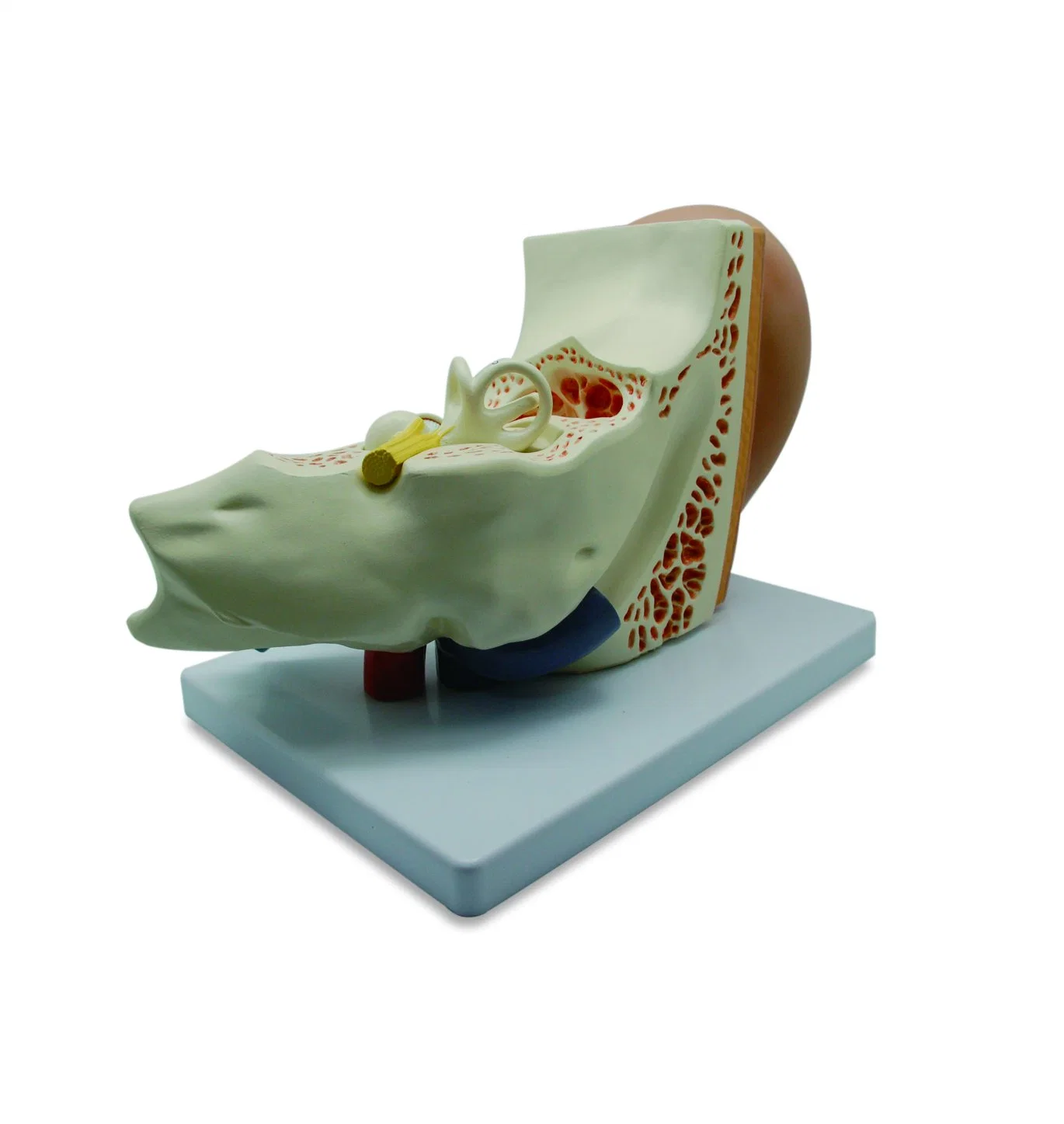 Medical Anatomical Plastic Inner Ear Model