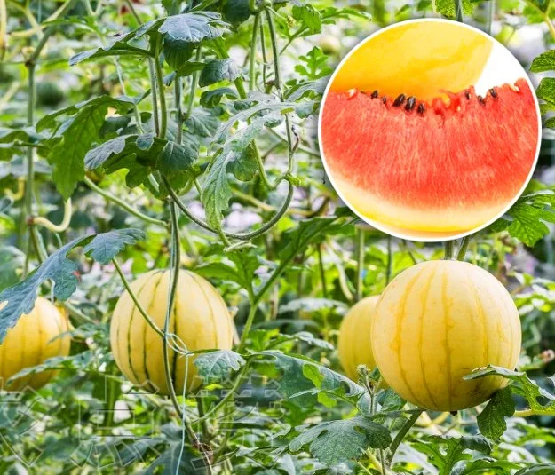 Golden Watermelon Seed Early Maturing Yellow Skin Watermelon Seed Fruit Seeds