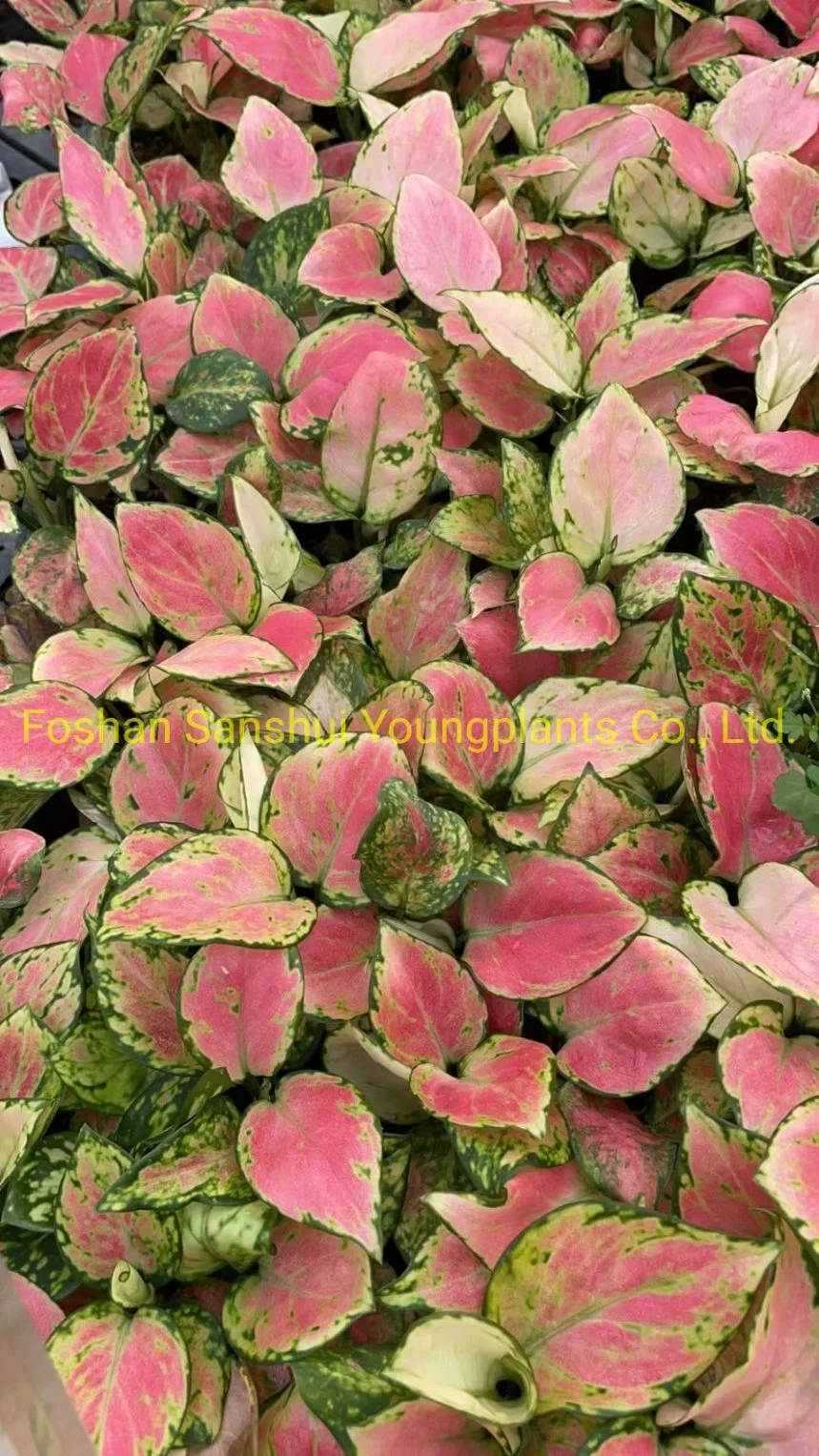 Tissue Culture Tray Natural Natural Nulture Bonsai النباتات الداخلية الصغيرة الحية الجملة