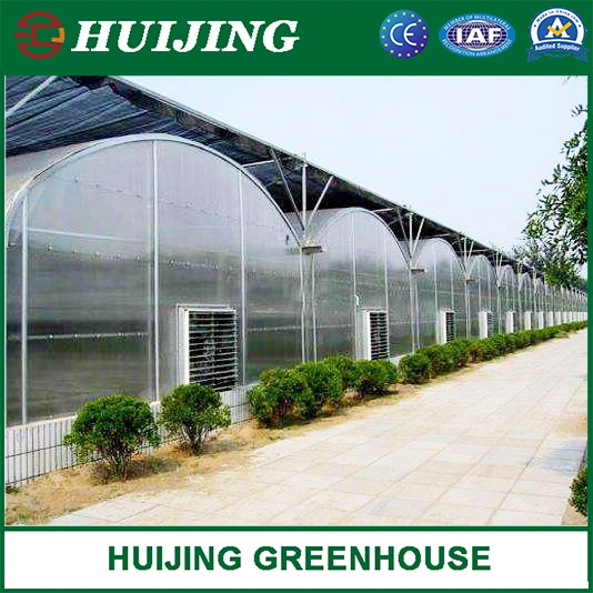 Gothic Multi Span Polycarbonate Greenhouse for Vegetables/Fruits/Flowers