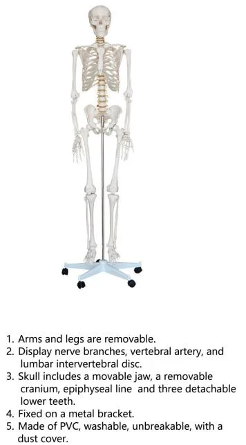 Advanced PVC Life Size 180cm Tall Anatomical Human Body Skeleton Model