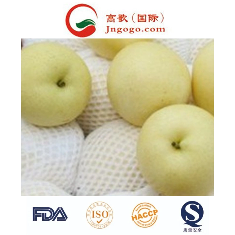 Yellow Shine Top Quality Delicious Golden Pear