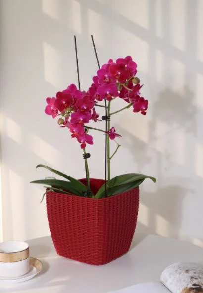 Wholesale/Supplier Garden Rattan Flower Pots Factory Directly Sale Garden Supplies Medium Size Self-Watering Functions for Home Office (TB-3111)