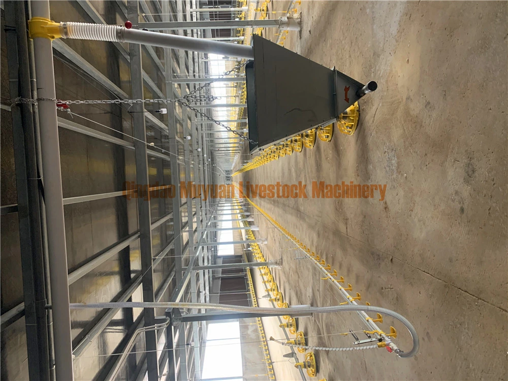 Floor Raising System Poultry Farm Equipment of Feeding Drinking Line