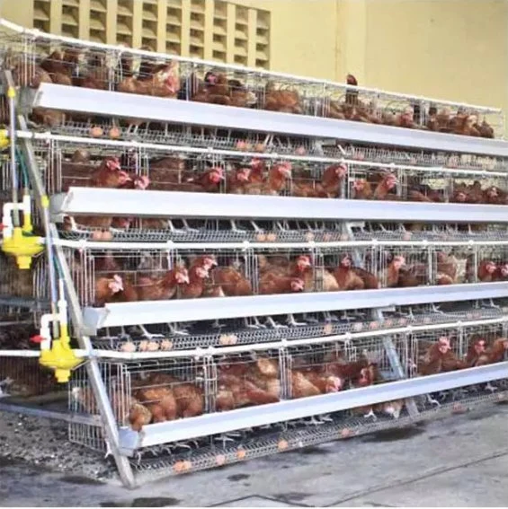 Zambia Layer Farm 3 Tier Laying Hens Chicken Cage Hen Egg Chicken Laying Cage for Sale Battery Chicken Cage Chicken Layer Battery Cage Poultry Battery Cage