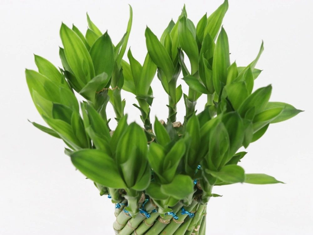 Tonados Lucky Bamboo Lucky Wheel Live Pflanzen Großhandel Evergreen Bonsai Glück