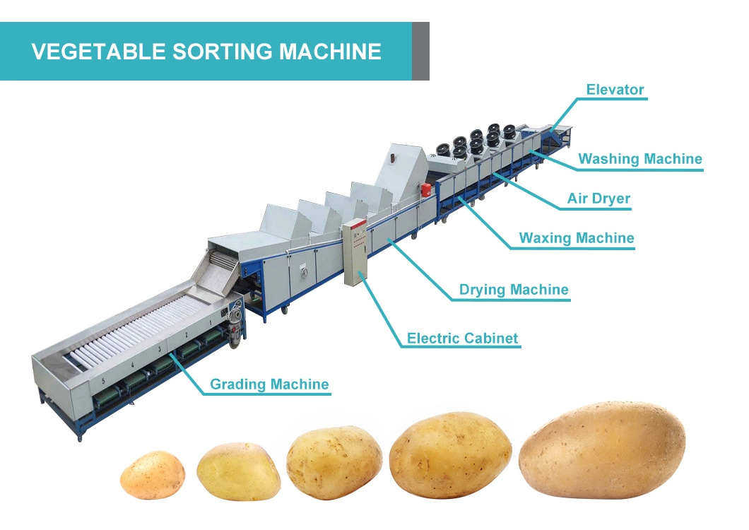 High-Speed Agricultural Selecting Potato Sizing Equipment