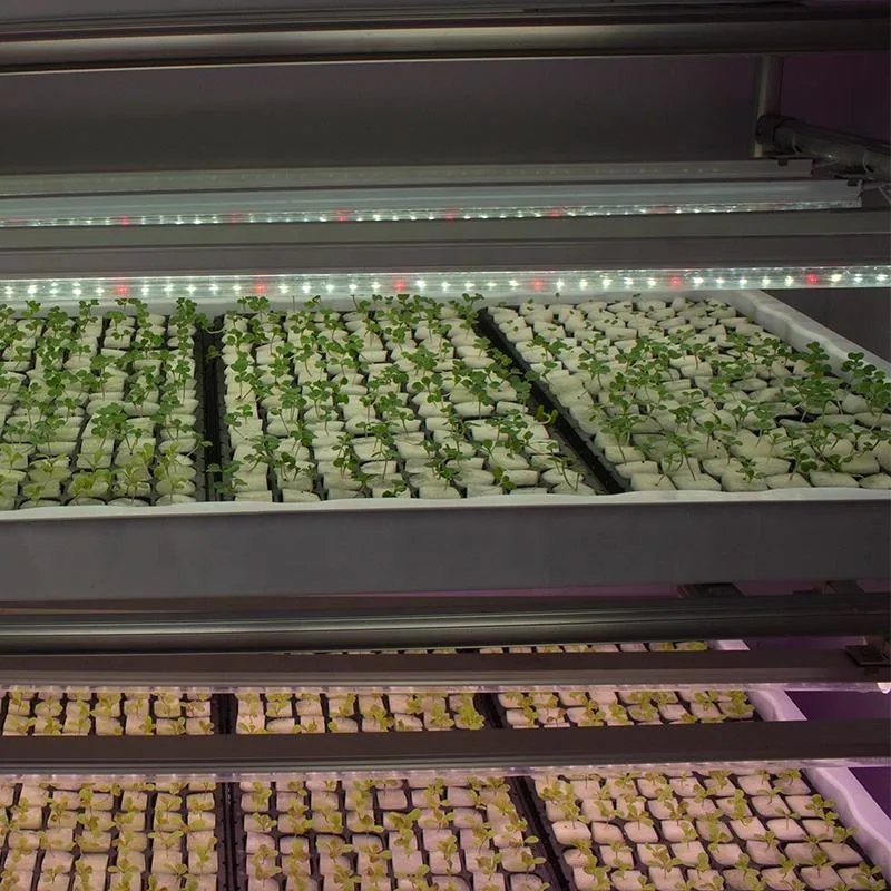 a Transportable Container Farm Vegetable Hydroponics Greenhouse