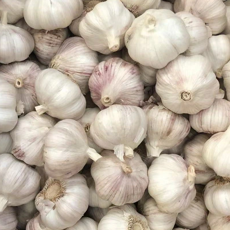 Wholesale/Supplier New Crop Pure/Normal White Fresh Peeled Garlic Low Price