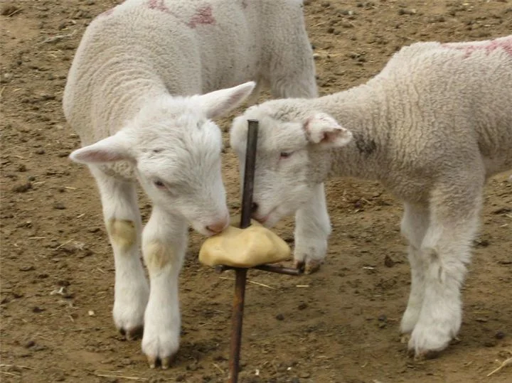 La calidad de la sal de los animales lamen el bloque para el ciervo, el bloque lamiendo sal rosa de los Himalayas de Animales