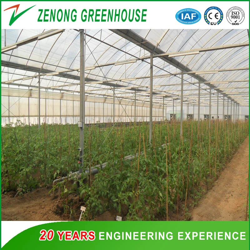 Low Cost Plastic Film Greenhouse for Vegetables/Cucumber/Tomato