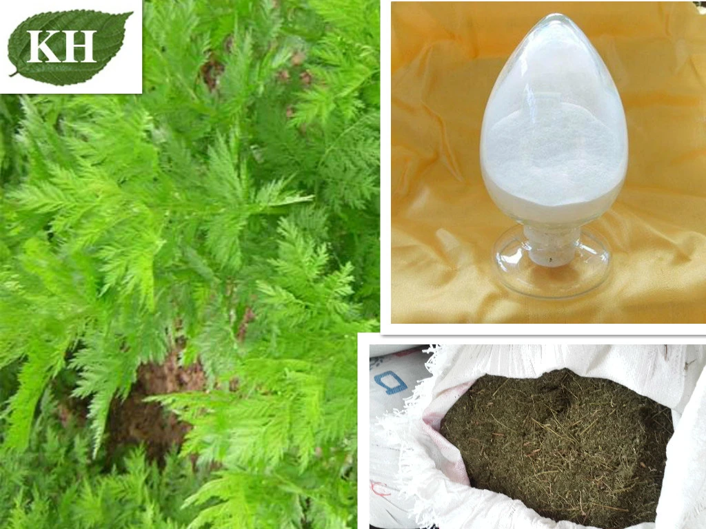 100% Natural Arteannuin Qinghaosu Artemisinine