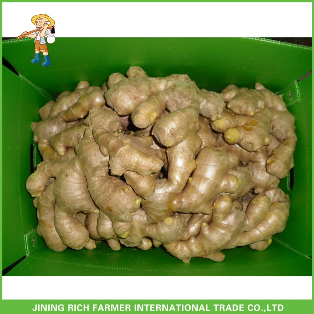 Hot Sale China Dry Ginger New Crop chinês fresco Ginger Para exportação