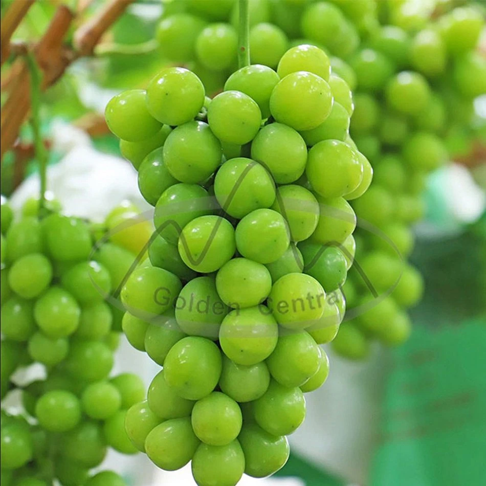 Shine Muscat Green Grape Fresh Sweet Juicy Sale to Overseas