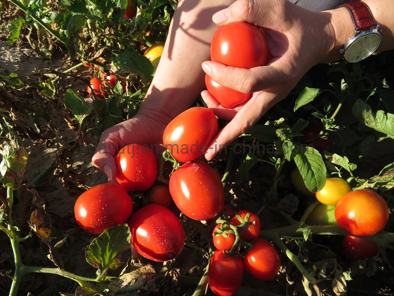 Tambour prix d'usine 28-30 % 220L La pâte de tomate Ketchup