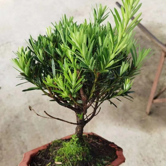 Natural Real High quality/High cost performance  Small Podocarpus Macrophyllus Bonsai of Black