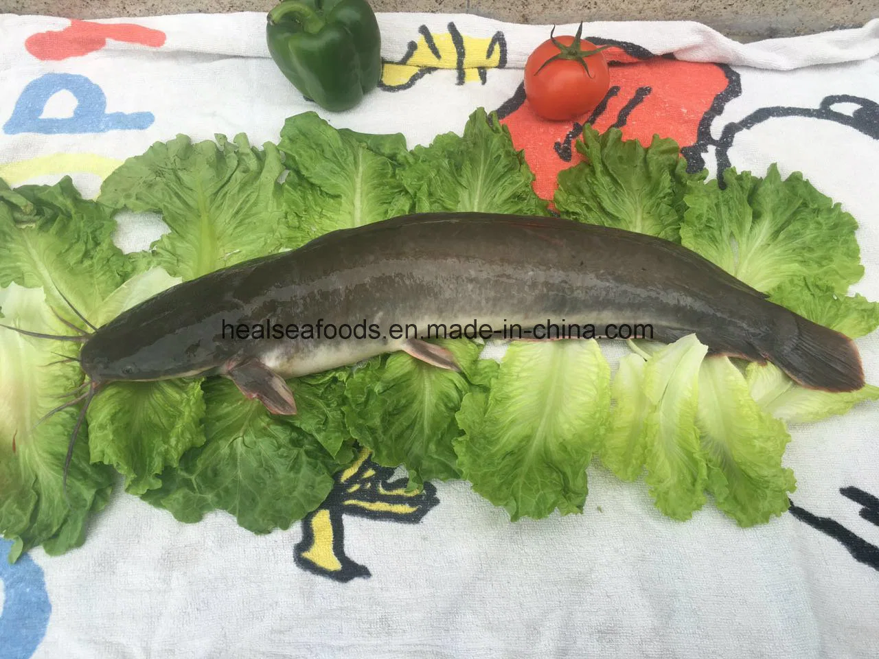 Light Catch Frozen Catfish, High quality/High cost performance  Frozen Catfish