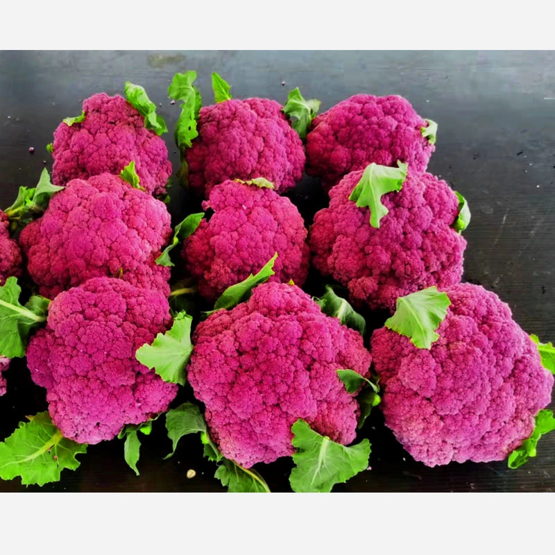 Heißer Verkauf Hybrid Purple Blumenkohl Samen zum Verkauf