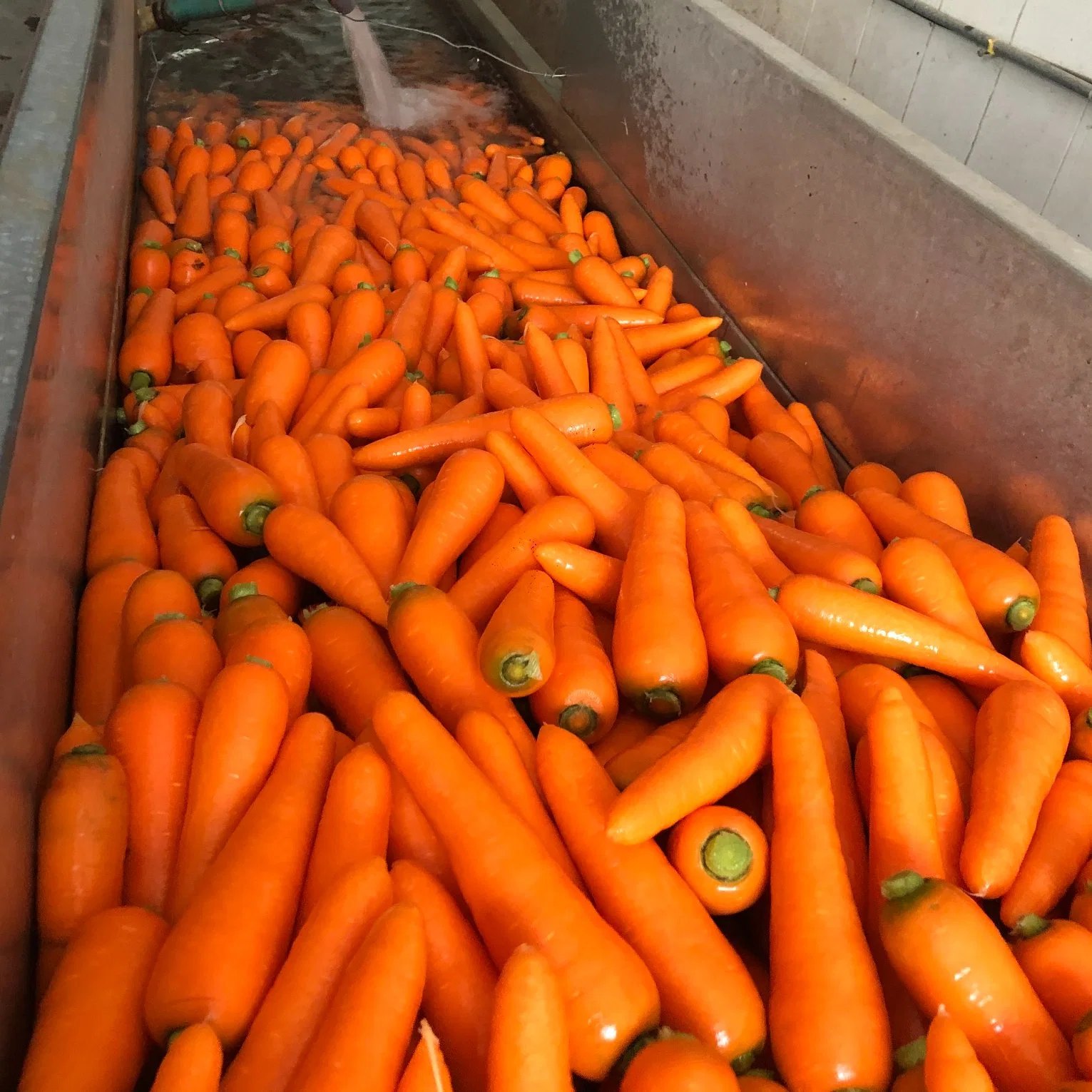 Fresh Carrot China 2023 Carrot Wholesale/Supplierrs