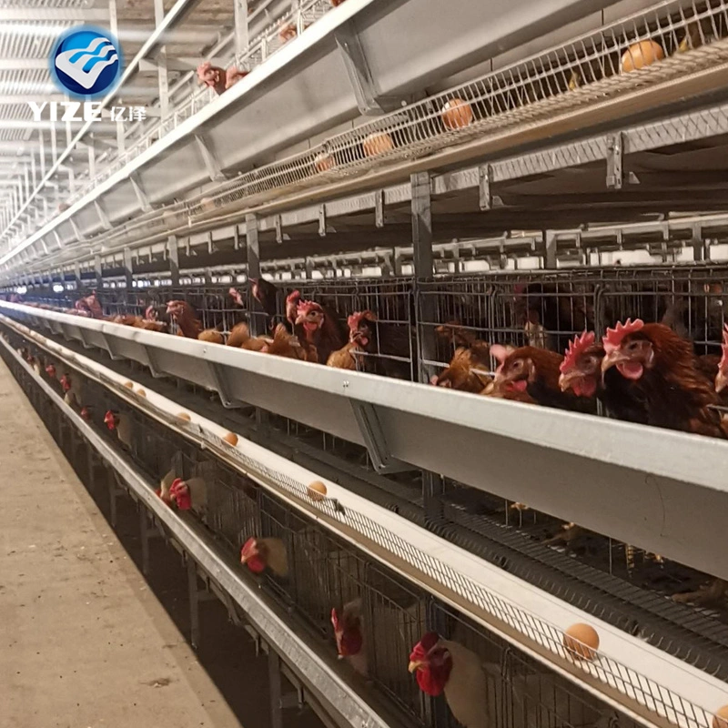 Pollería Equipo de Granja automática Chicken capa de batería Cage para la venta