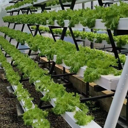 Estufa plantação comercial PVC NFT Canal crescer NFT Hydroponics crescer Sistema