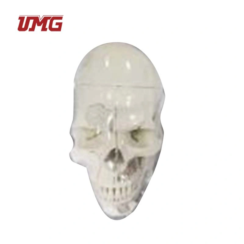 10 Parts Skull Anatomical Demonstration Model with Sinuses