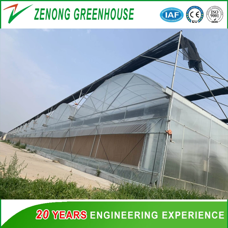 Poly Film Multi-Span Greenhouse with Cooling Pad for Eggplant/Cabbage/Fruit Tree