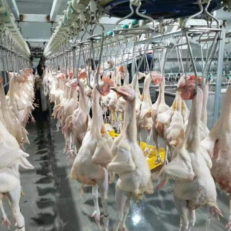 Halal Standard volaille poulet lapin abattage transport aérien production de viande Ligne