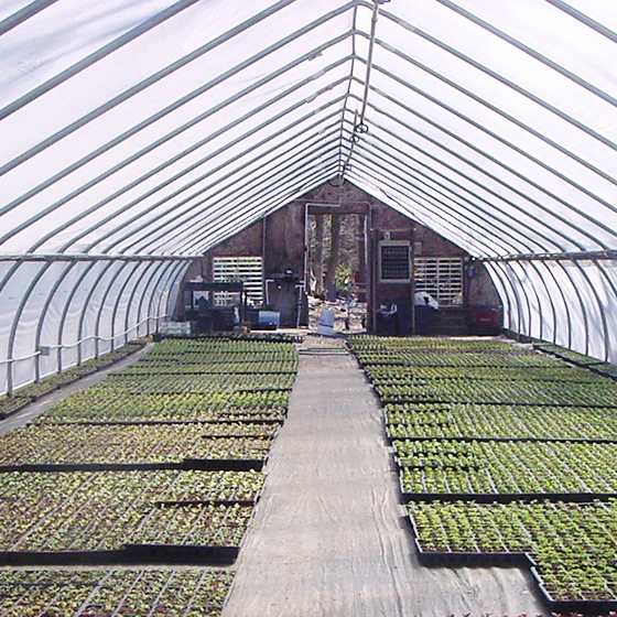 2023 Low Cost Agricultural Single-Span Film Green House for Vegetables