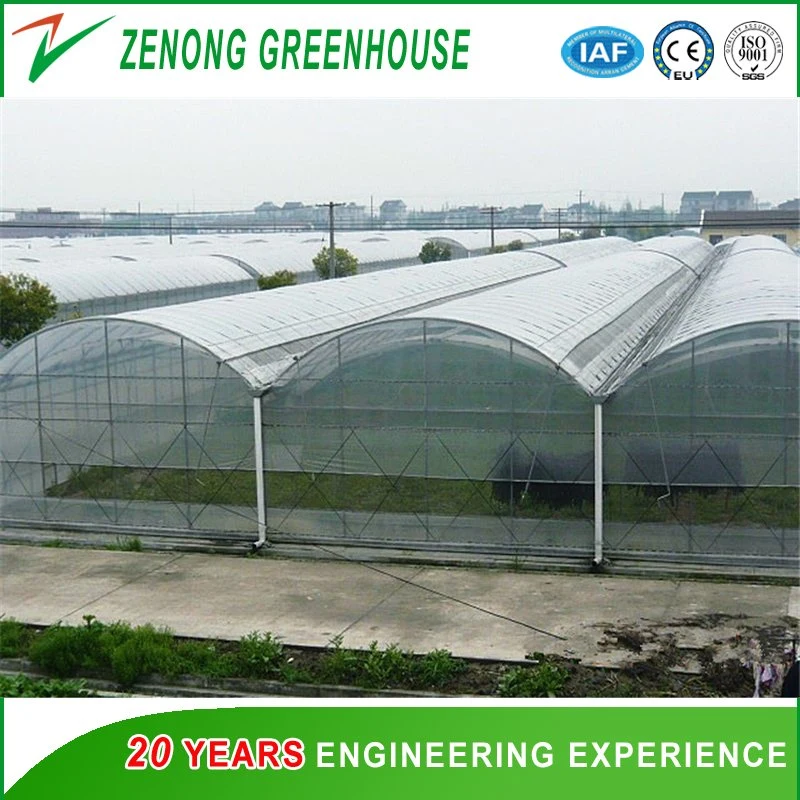 Widely Used Plastic Film Multi-Span Greenhouse with Side Ventilation for Pepper/Eggplant/Broccoli