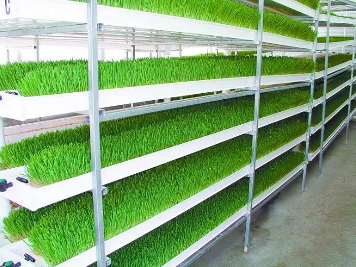 Vertical Hydroponics Fodder Grass Tray System PVC Trough Microgreen Nursury Fodder for Sheep Cattle Hydroponics Fodder Trays