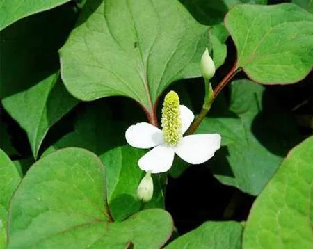 Wholesale/Supplier Natural Herb Extract Houttuynia Cordata Powder/Houttuynia Cordata Extract