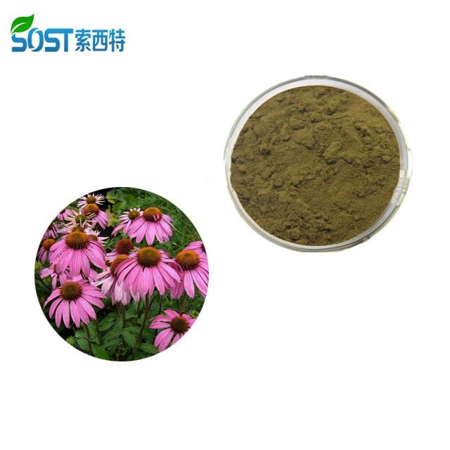 Health Care Supplement Polyphenols Echinacea Purpurea Extract Powder