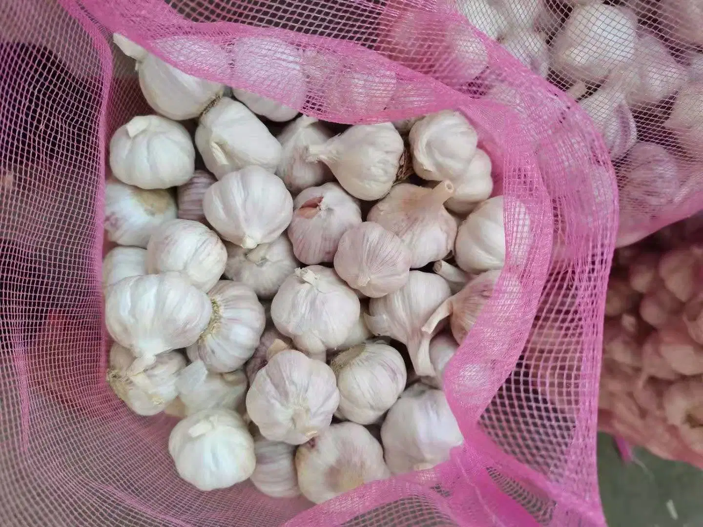 Normaler reiner weißer Knoblauch aus China mit Beutel / Karton Verpackung