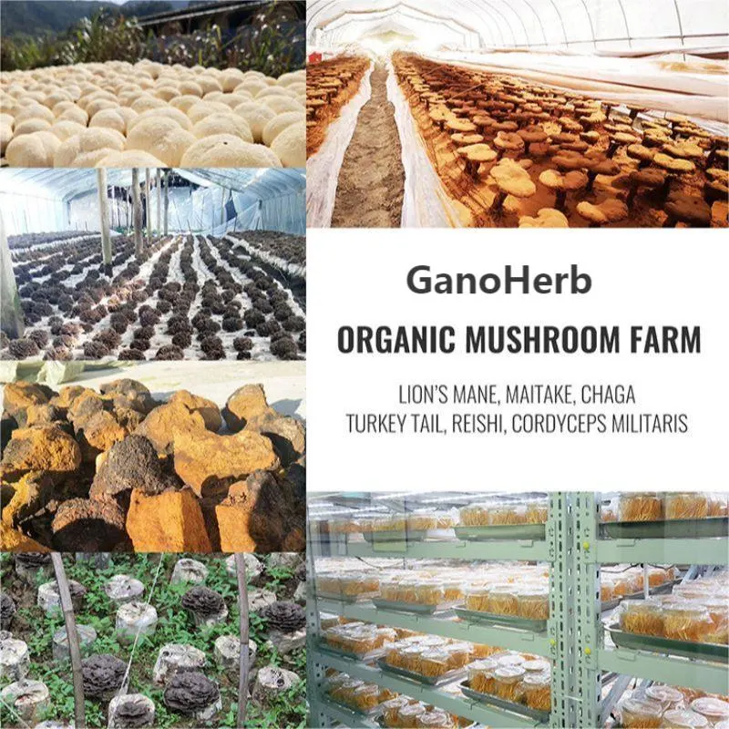 La Salud Alimentaria Ganoherb setas Shiitake orgánico Extracto en polvo