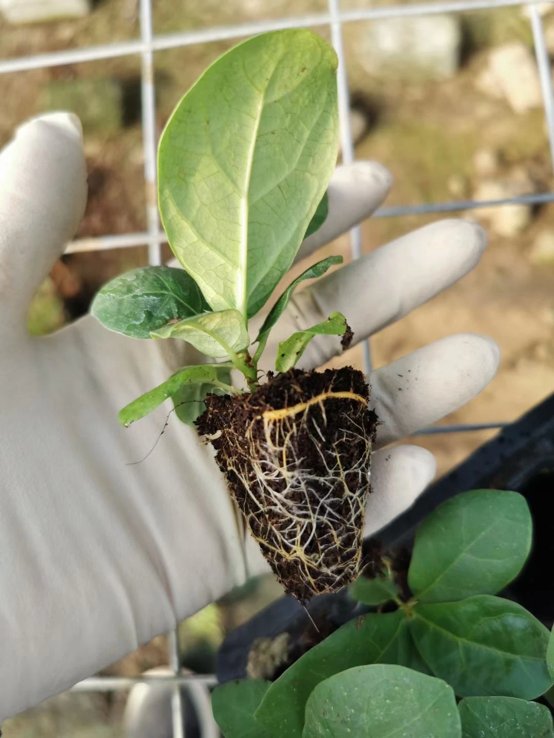 Ficus Lyrata Tray Tissue Culture Plants Wholesale/Supplier Seedling