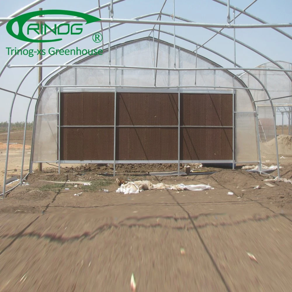 Tropical Multi Span Film Greenhouse for Sale