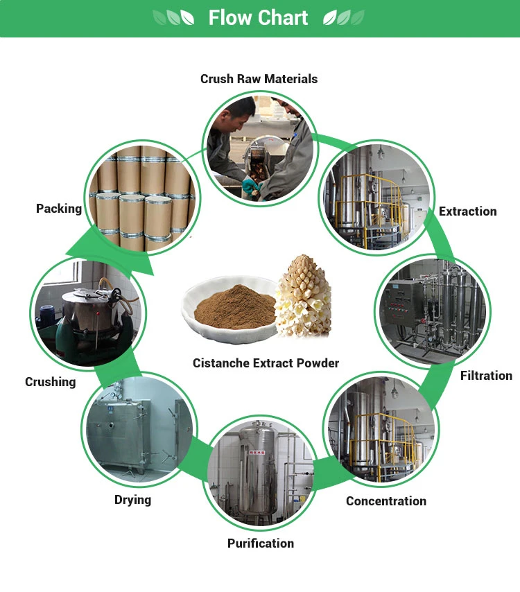 100 g de 30% Echinacoside Anti Envejecimiento Cistanche Tubulosa OEM en polvo Extracto de los productos de cuidado de piel