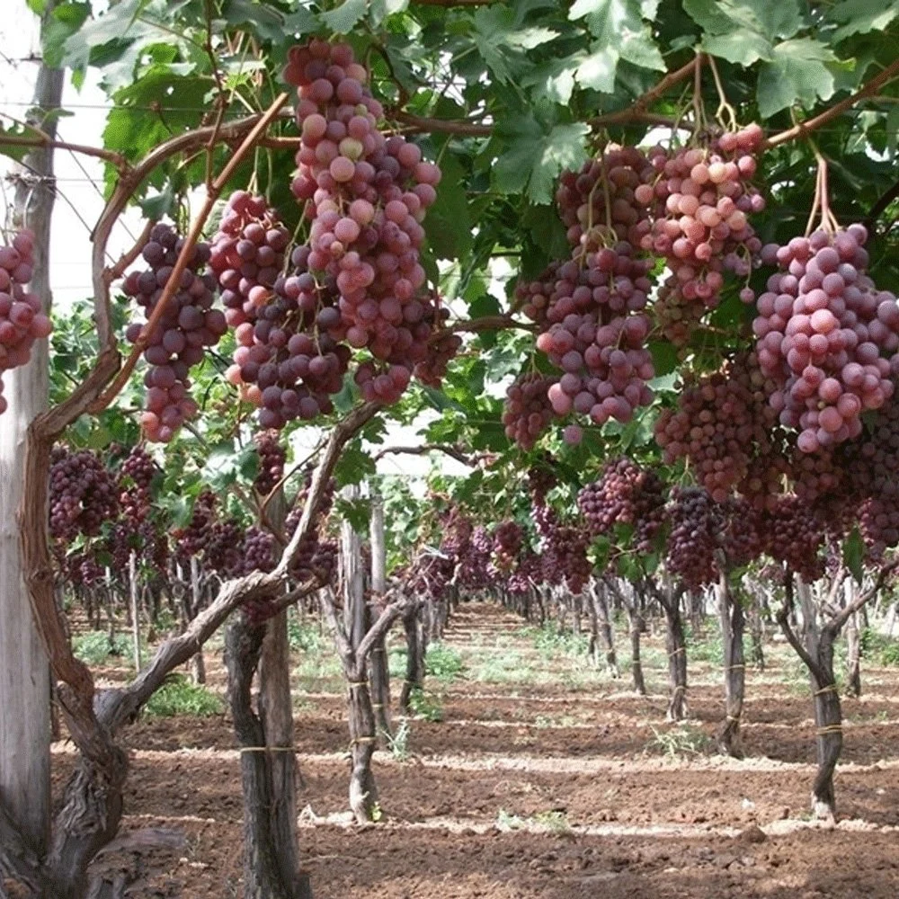 زراعة بذور Vitis Vinifera/بذور الجالاغتصاب/بذور الرايزين