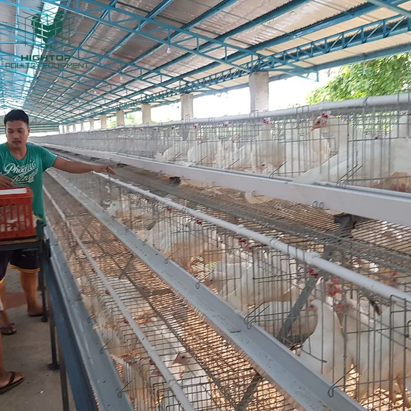 Un tipo 4 Tiers galvanizado en caliente de 20 años de vida de la jaula de la capa de pollo con el auto Sistema de Agua para la cría de aves