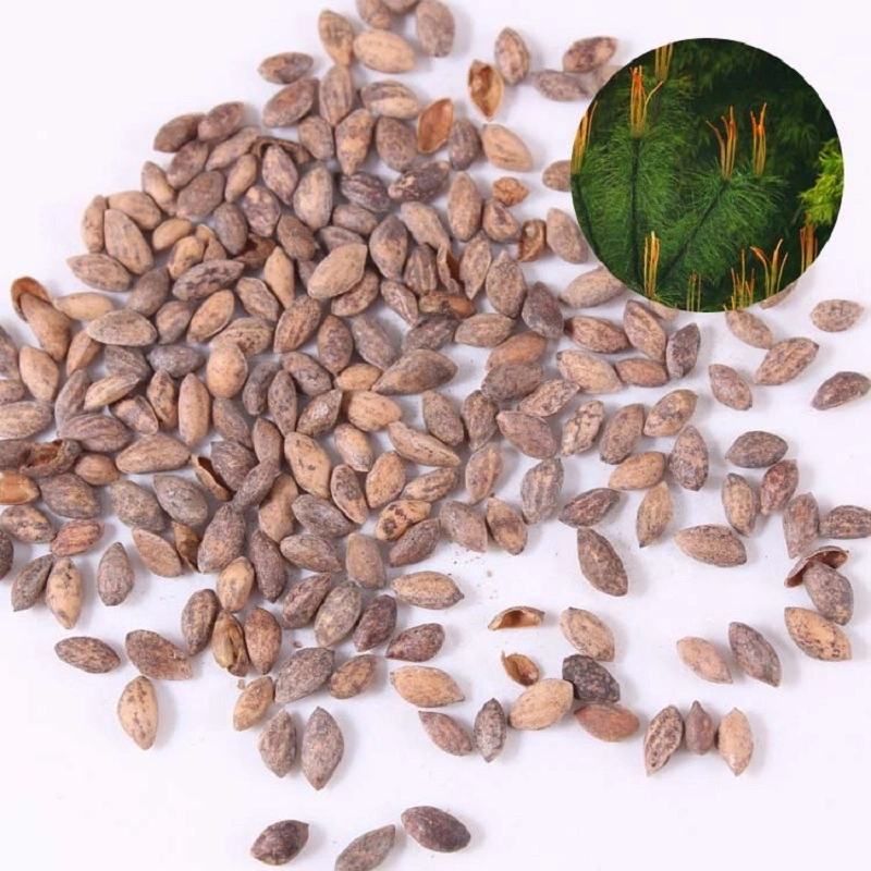 S320 Ma Wei Song Wholesale/Supplier Bulk Dried Plant Seeds Chinese Red Pine Seeds