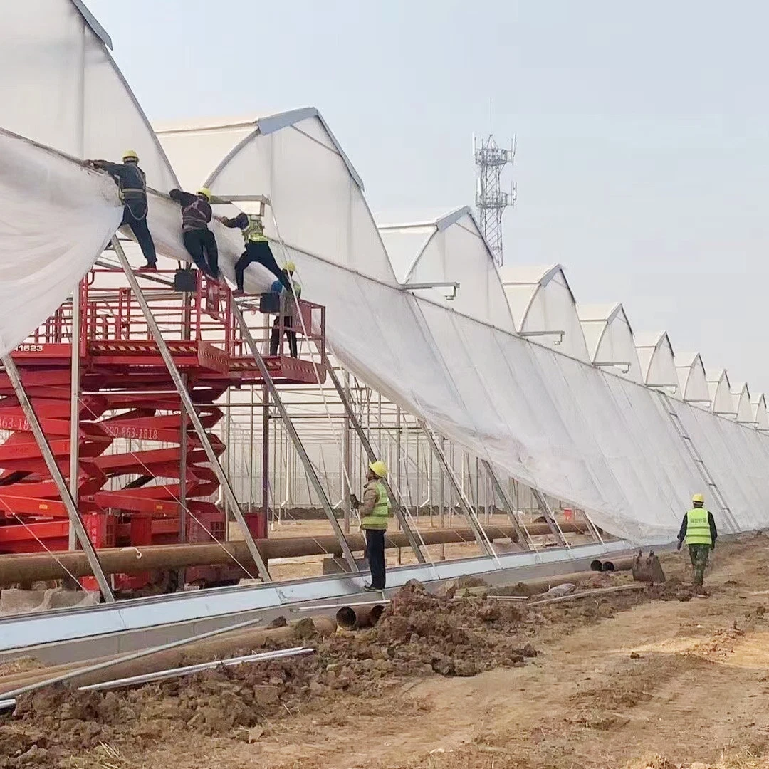 À grande échelle Polytunnel Isarel style maison de fleurs de serre de film pour la plantation de Rose coupées fraîches/fleurs/la culture hydroponique et de légumes