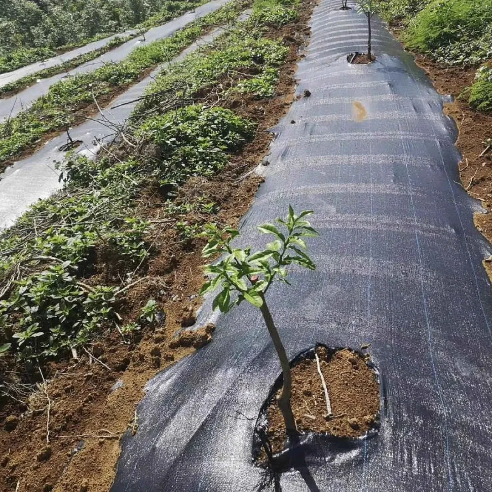 L'agriculture de l'utilisation de jardin en plastique de la couverture du sol contre les mauvaises herbes du paysage tissu barrière mat