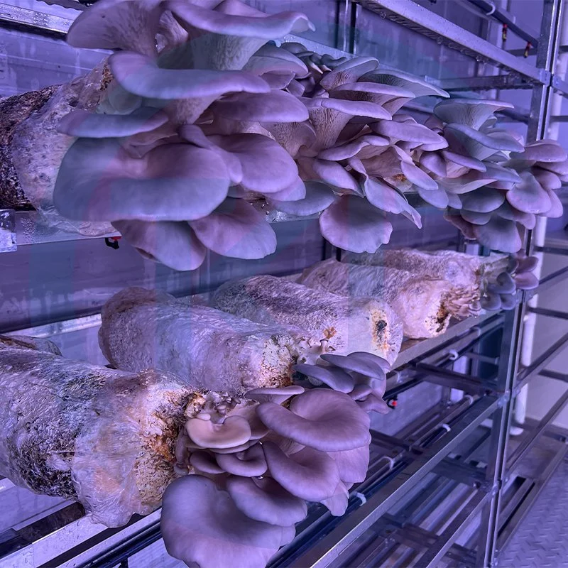 الحجم المخصص ومزرعة حاويات النظام Hydroponic مجموعة حاويات الزراعة من أجل النبات