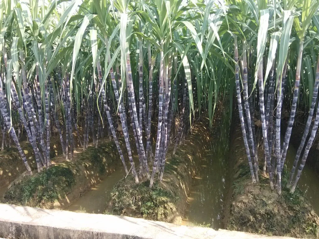 Hersteller Landwirtschaftliche Chemikalien Pestizid Clopyralid 47,5% SL Herbizid